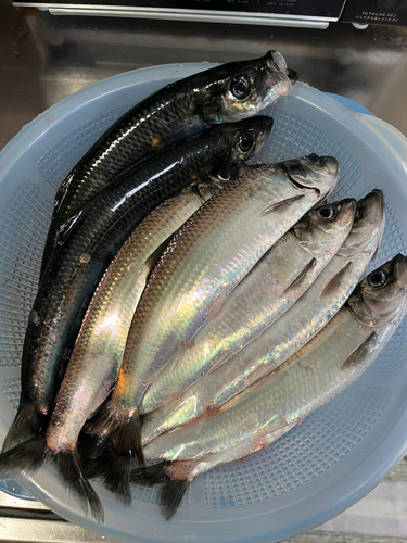 ニシンの釣果