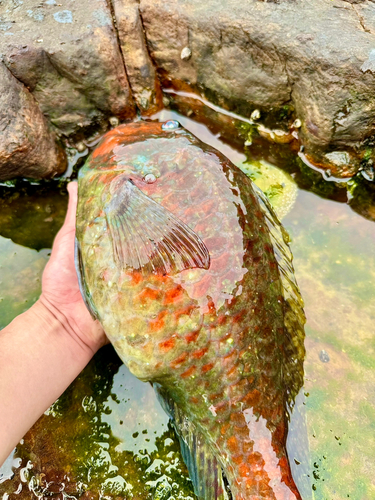 ブダイの釣果