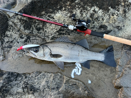 ヒラスズキの釣果