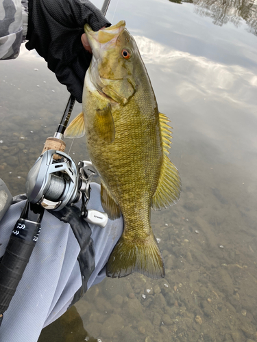 スモールマウスバスの釣果