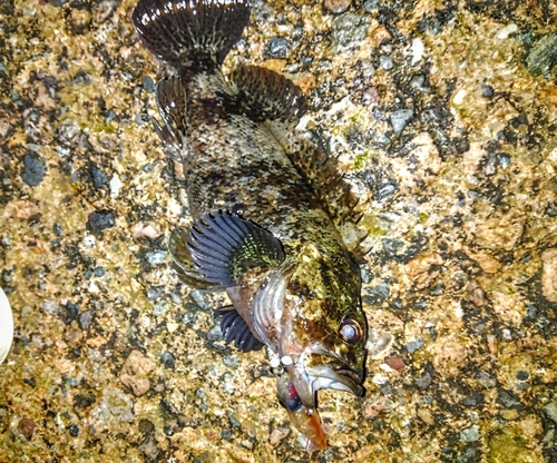 ソイの釣果