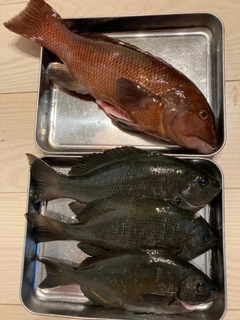 グレの釣果