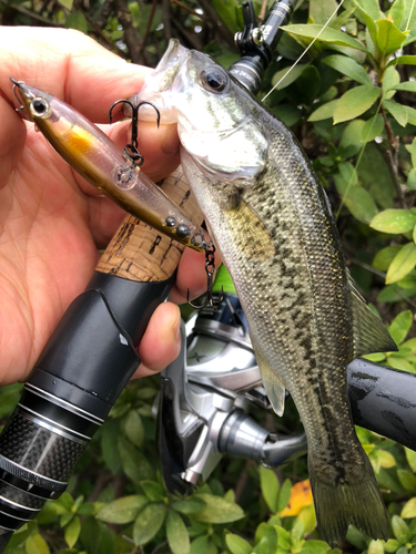 ブラックバスの釣果