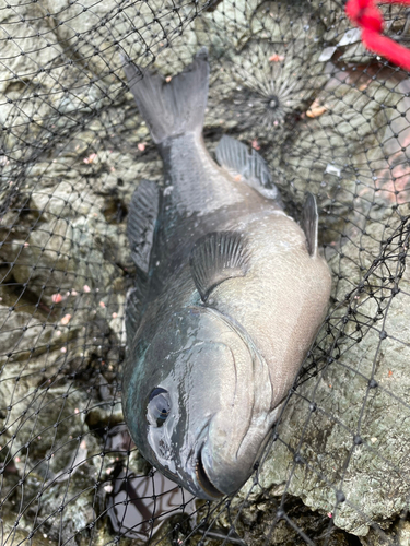 メジナの釣果