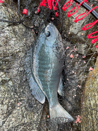 メジナの釣果