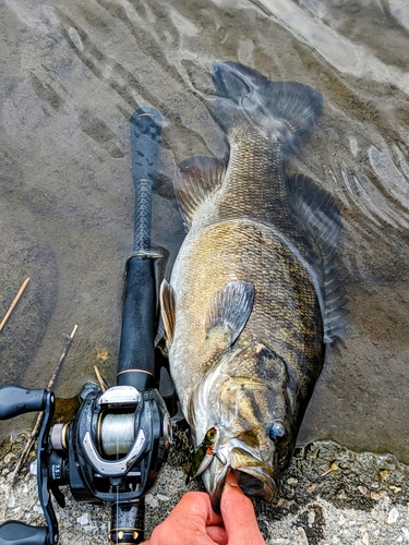 スモールマウスバスの釣果