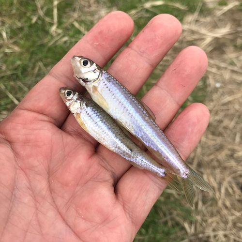 モロコの釣果