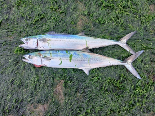 サゴシの釣果