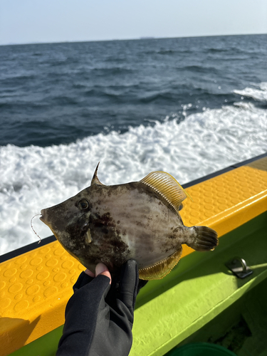 カワハギの釣果