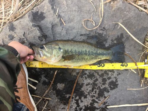 ラージマウスバスの釣果