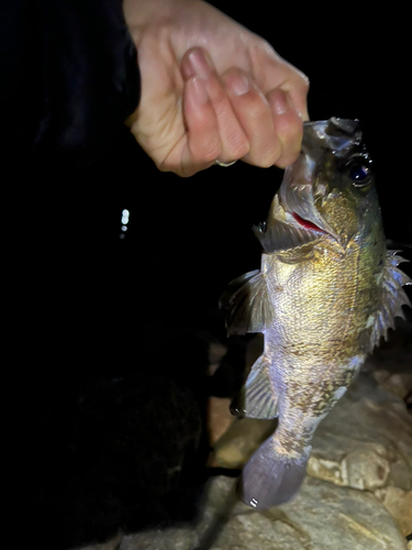 クロメバルの釣果