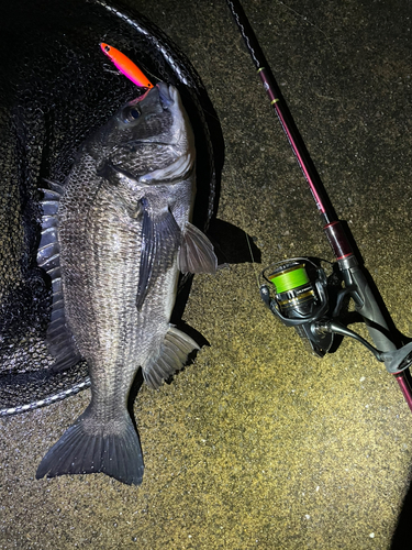 クロダイの釣果