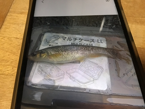 タカハヤの釣果