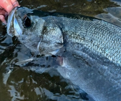 ヒラスズキの釣果