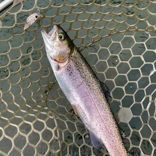 ニジマスの釣果