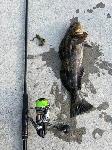 アイナメの釣果