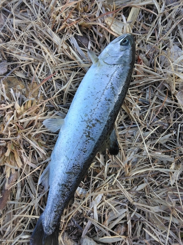 ニジマスの釣果