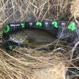 タカピーの釣果