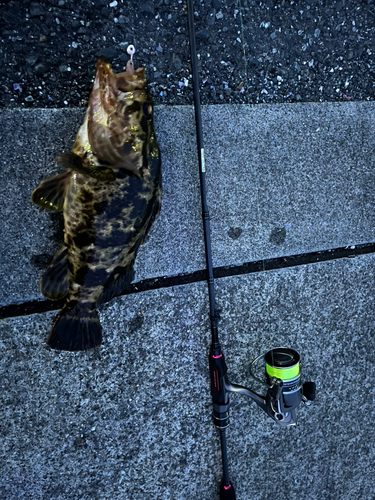 タケノコメバルの釣果