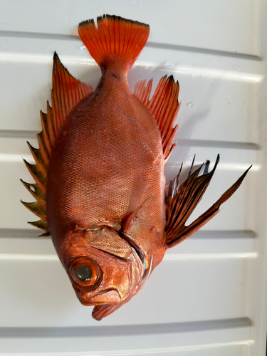 チカメキントキの釣果