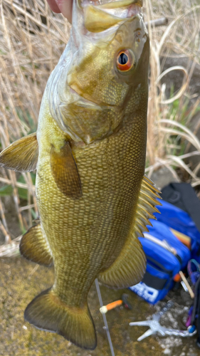 スモールマウスバスの釣果