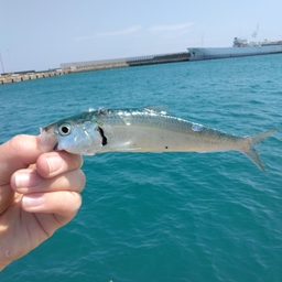 カタボシイワシ