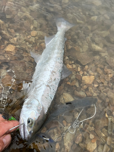 サクラマスの釣果