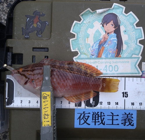 アカササノハベラの釣果