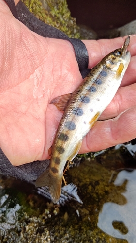 ヤマメの釣果