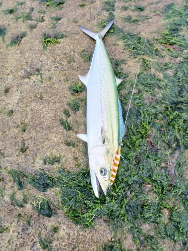 サゴシの釣果