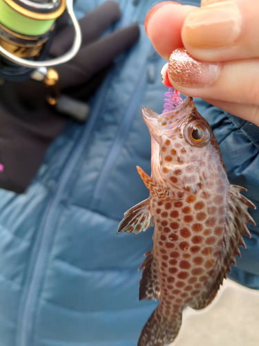 オオモンハタの釣果