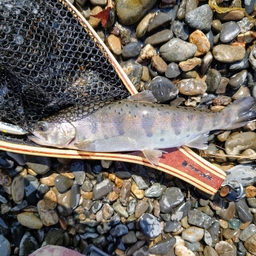 王道の脇道の釣果