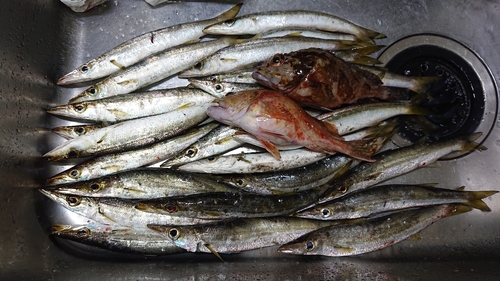 カマスの釣果