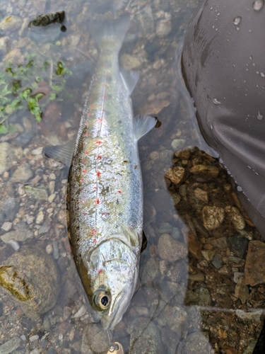 アマゴの釣果