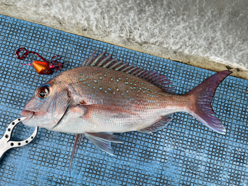 マダイの釣果