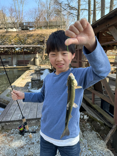 レインボートラウトの釣果