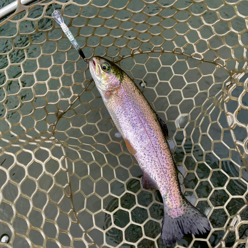 ニジマスの釣果