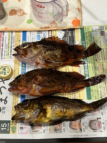 メバルの釣果