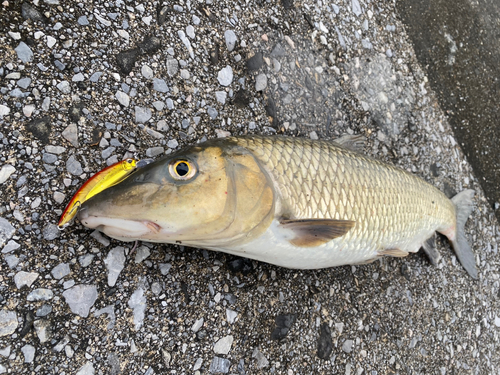 ニゴイの釣果