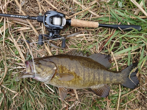 スモールマウスバスの釣果