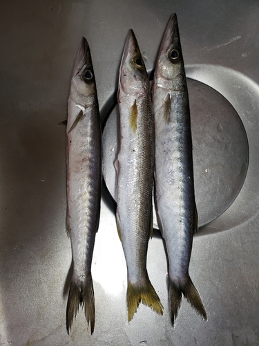 カマスの釣果