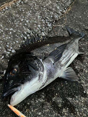 クロダイの釣果