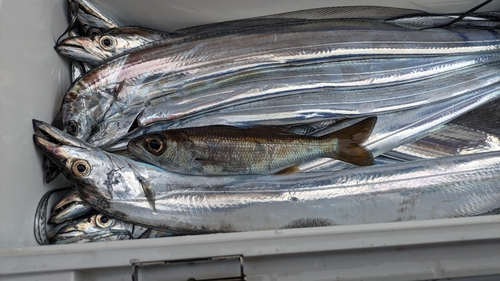 タチウオの釣果