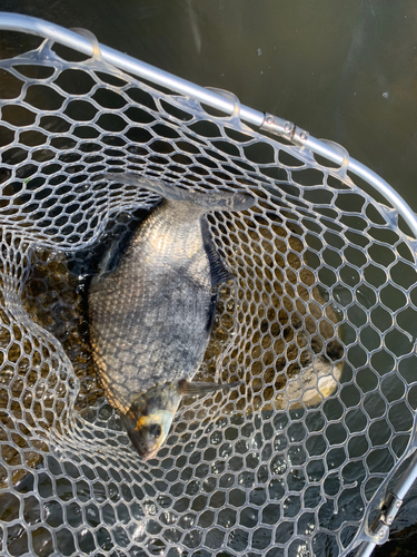 ダントウボウの釣果