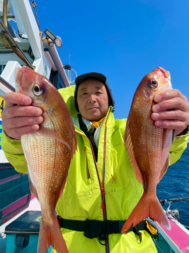 マダイの釣果