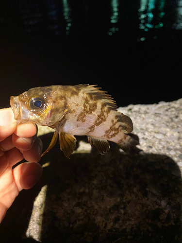 メバルの釣果