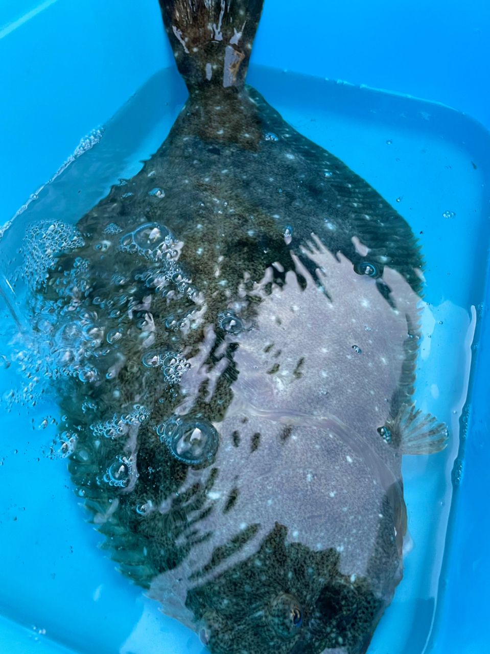 大原港　義丸　綾😊さんの釣果 3枚目の画像