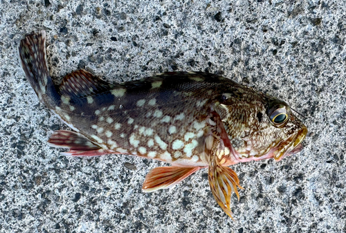 カサゴの釣果