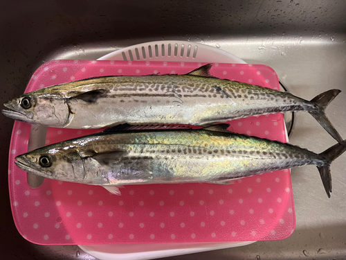 サゴシの釣果