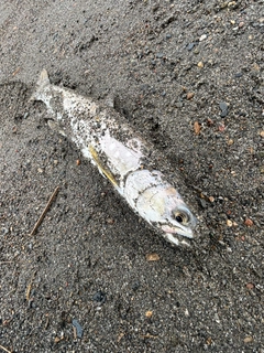 アメマスの釣果